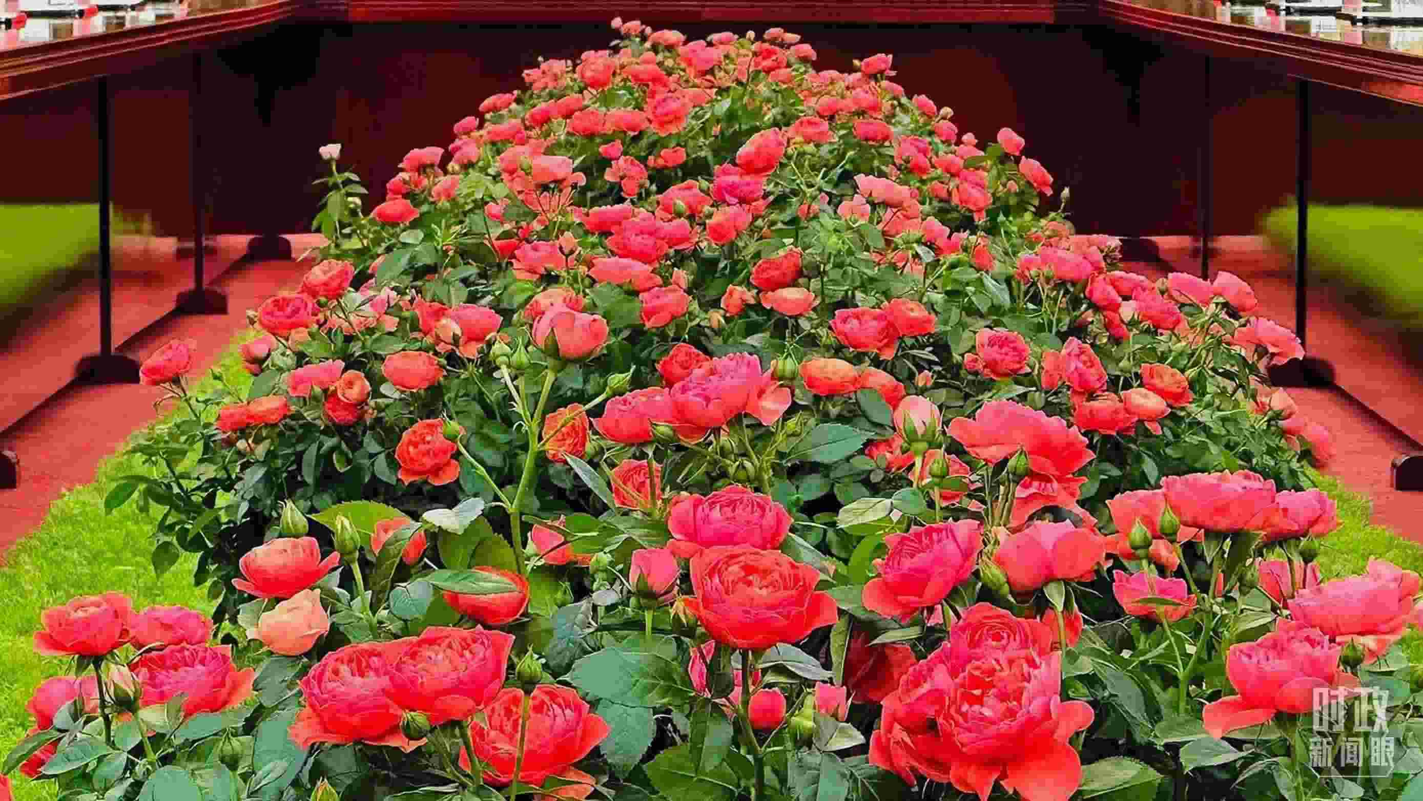 東大廳會談桌中間擺放的紅果汁月季，象征著蓬勃與堅韌。（總臺央視記者范一鳴拍攝）