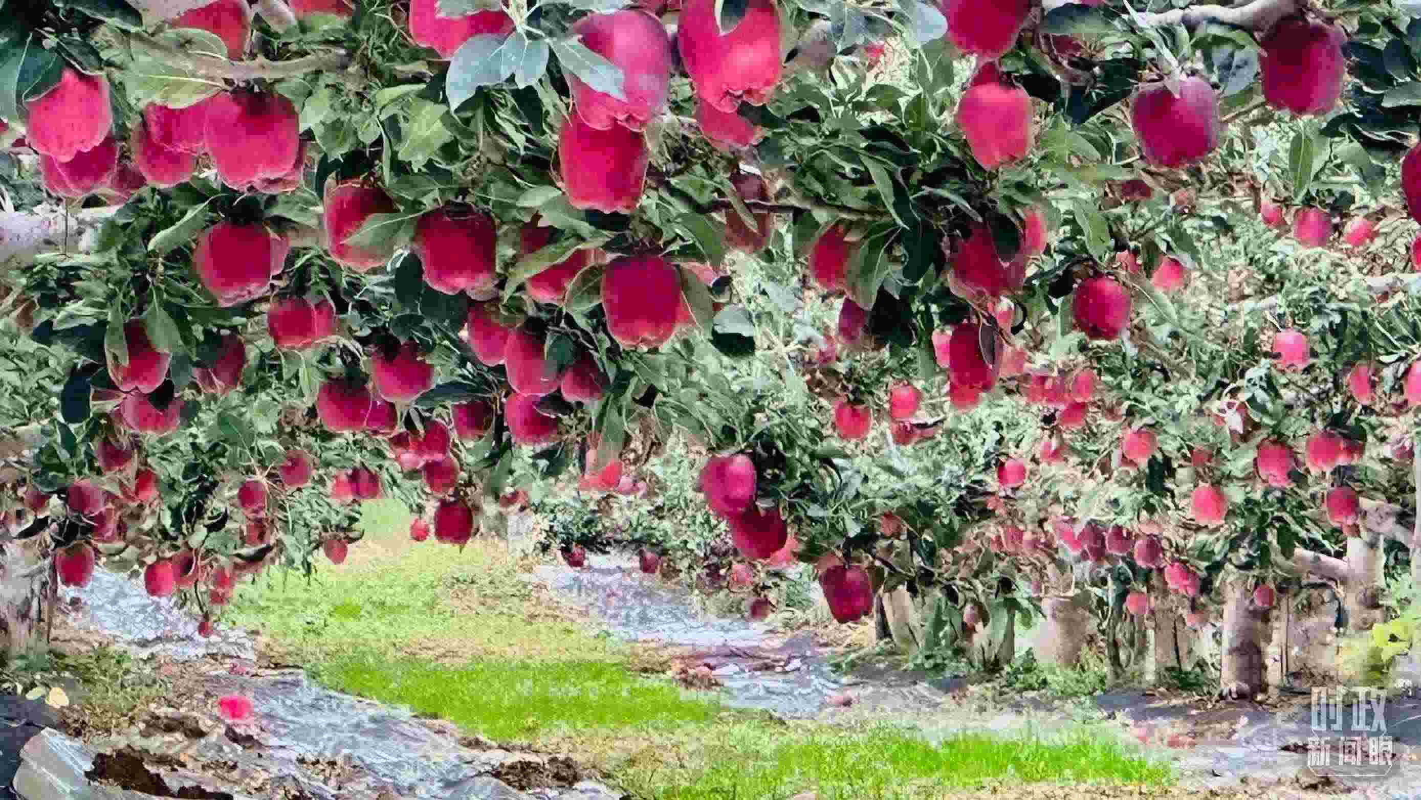 △ 麥積區(qū)南山花牛蘋果基地。（總臺央視記者范一鳴拍攝）