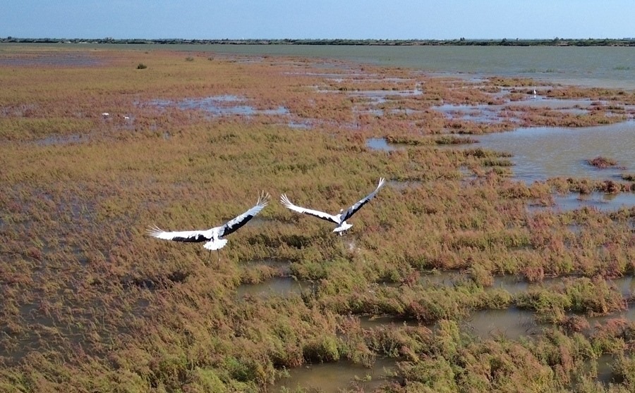 2024年8月28日，丹頂鶴在黃河三角洲國(guó)家級(jí)自然保護(hù)區(qū)展翅翱翔（無(wú)人機(jī)照片）。新華社記者 徐速繪 攝