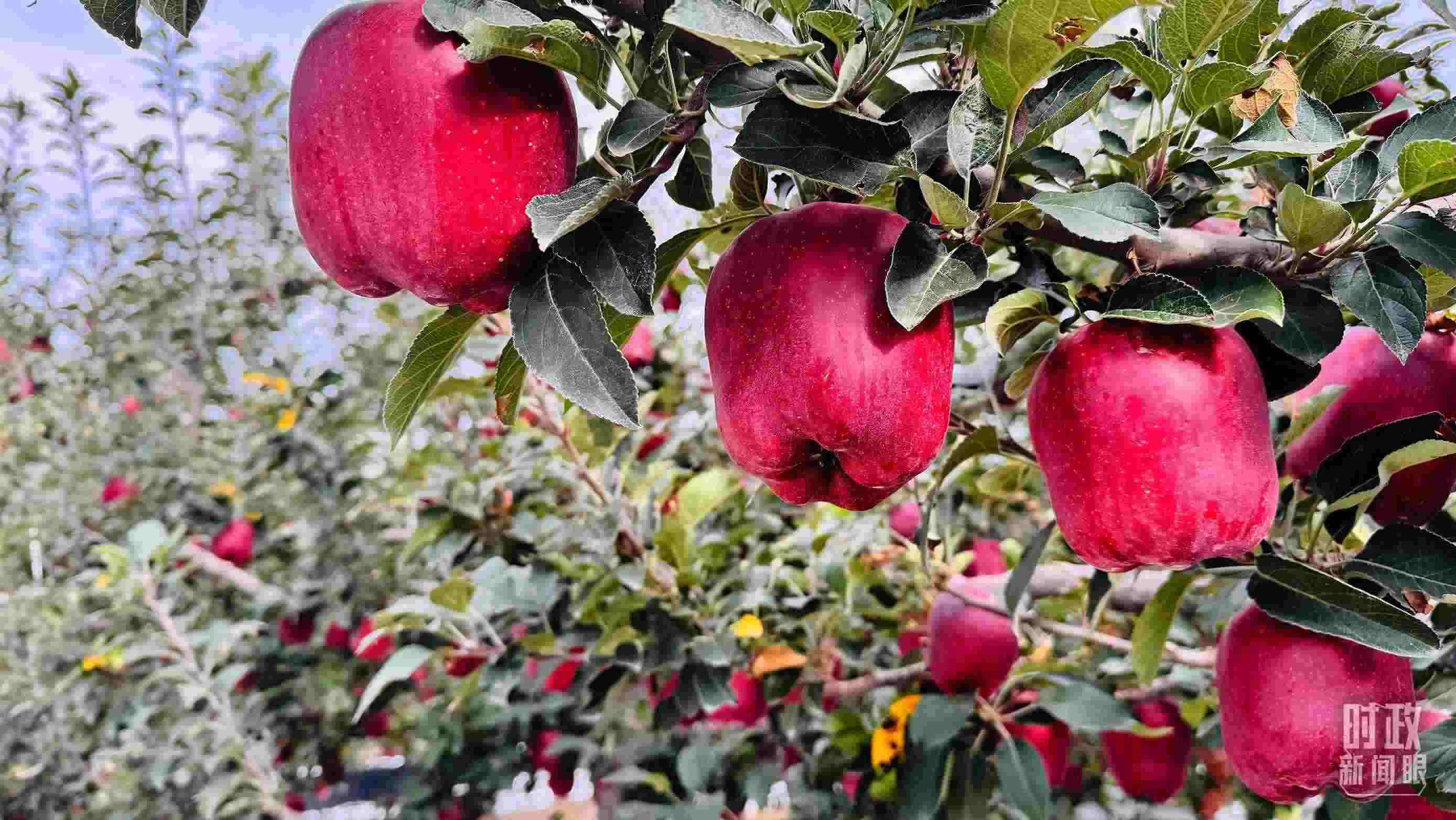 △ 麥積區(qū)南山花牛蘋果基地。（總臺央視記者黎兵拍攝）