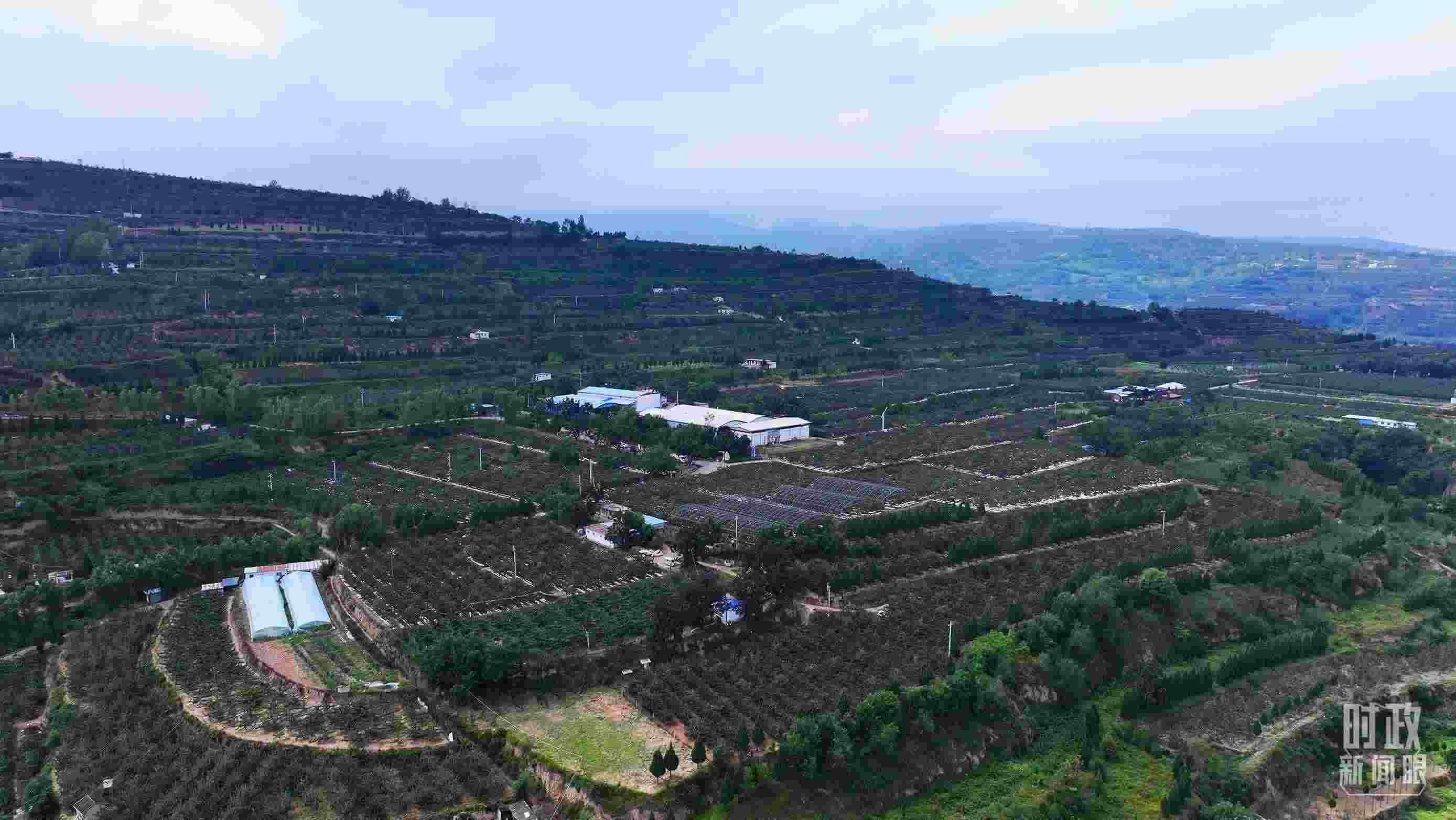 △ 麥積區(qū)南山花牛蘋果基地。（總臺央視記者范凱拍攝）