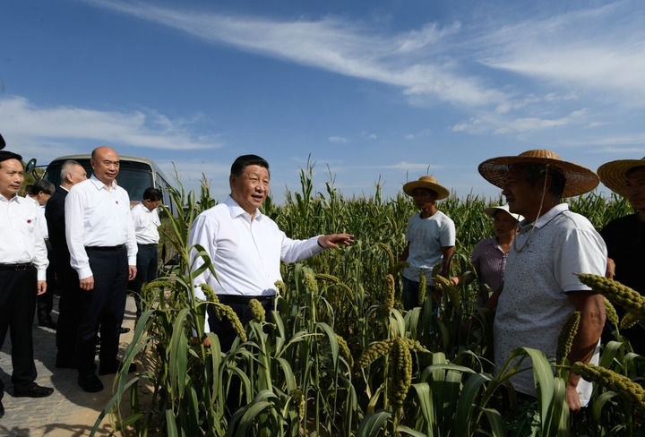 2021年9月13日至14日，中共中央總書記、國家主席、中央軍委主席習近平在陜西省榆林市考察。這是13日下午，習近平在米脂縣銀州街道高西溝村臨時下車，察看糧食作物長勢，同正在田間勞作的老鄉(xiāng)拉家常。新華社記者 李學仁 攝