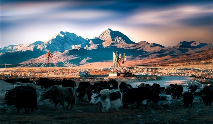 雅拉雪山上的牦牛群。蕭旺擺攝