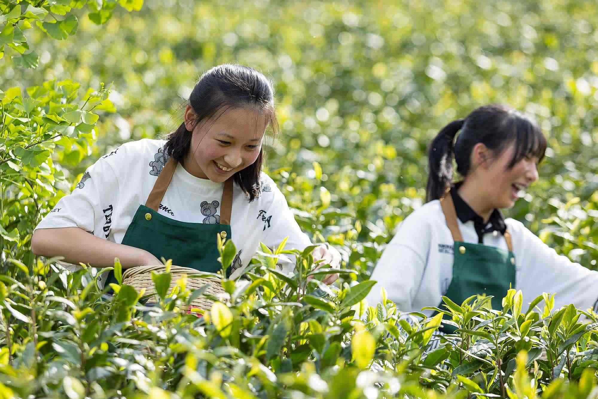 浙江安吉，游客在茶園里體驗采茶