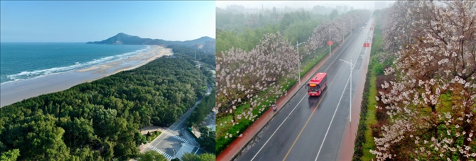 拼版照片：左圖為位于東山縣金鑾灣沿岸的木麻黃防護林帶（無人機照片，新華社記者 姜克紅 攝）；右圖為2021年4月20日在蘭考縣焦裕祿干部學(xué)院附近拍攝的泡桐花（無人機照片，新華社記者 郝源 攝）。