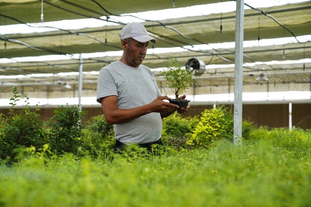 7月28日，在烏茲別克斯坦錫爾河州的上合組織農(nóng)業(yè)基地中烏現(xiàn)代農(nóng)業(yè)科技示范園，工作人員檢查盆栽植物。新華社發(fā)（扎法爾攝）