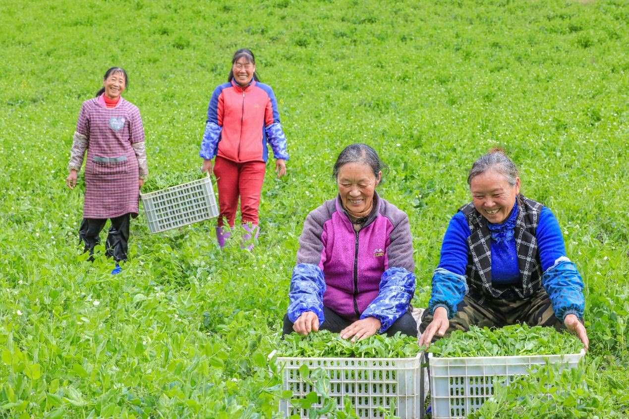 在四川省阿壩藏族羌族自治州馬爾康市馬爾康鎮(zhèn)納足村，當季蔬菜喜獲豐收，群眾正在忙著采收、裝箱供應(yīng)市場。來源：人民圖片