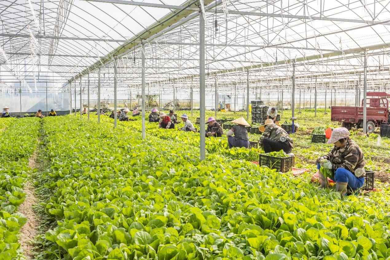 2024年10月8日，在廣西梧州市蒙山縣文圩鎮(zhèn)大明村一個大棚蔬菜基地內(nèi)，民工在采摘、包裝包心菜，準備運銷外地。來源：人民圖片