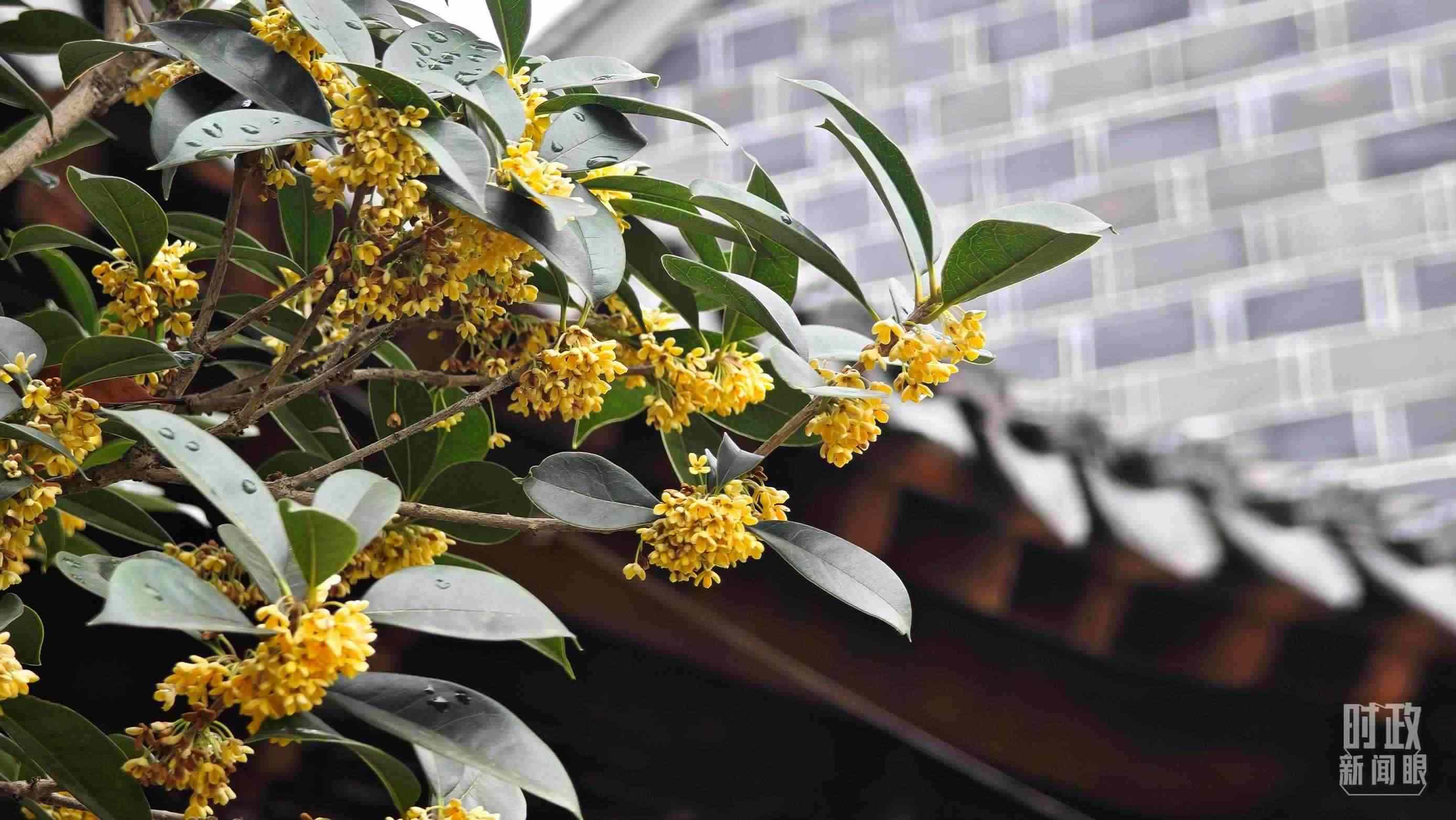 △六尺巷。（總臺(tái)央視記者趙化、彭漢明拍攝）