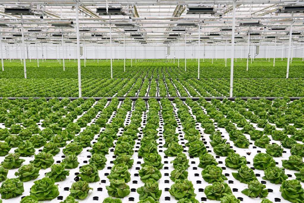 10月26日，楊凌智慧農(nóng)業(yè)示范園智慧溫室內(nèi)通過無土栽培技術(shù)種植的蔬菜。新華社記者 鄒競一 攝