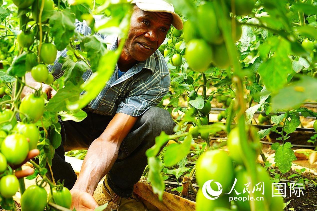 肯尼亞納庫(kù)魯郡，當(dāng)?shù)剞r(nóng)民喬納·卡蘭賈家的溫室大棚里，番茄長(zhǎng)勢(shì)喜人。人民網(wǎng)記者 黃煒鑫攝