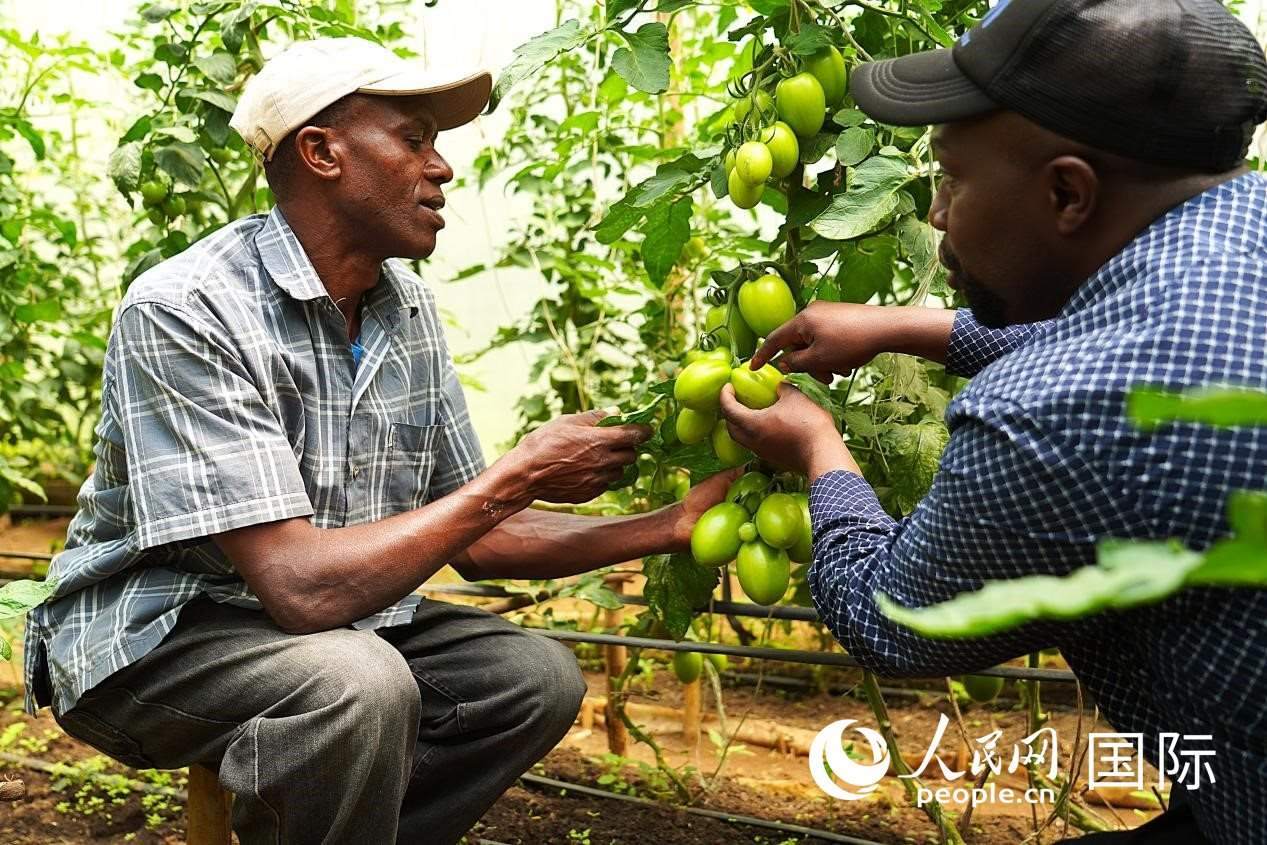 肯尼亞納庫(kù)魯郡，埃格頓大學(xué)園藝學(xué)專家史蒂芬·吉藤古在溫室大棚里指導(dǎo)當(dāng)?shù)剞r(nóng)民喬納·卡蘭賈種植番茄。人民網(wǎng)記者 黃煒鑫攝