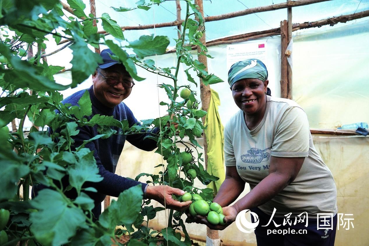 肯尼亞納庫(kù)魯郡，南京農(nóng)業(yè)大學(xué)援非專家劉高瓊和當(dāng)?shù)剞r(nóng)民瑪麗·姆旺吉在溫室大棚里查看番茄種植情況。人民網(wǎng)記者 黃煒鑫攝