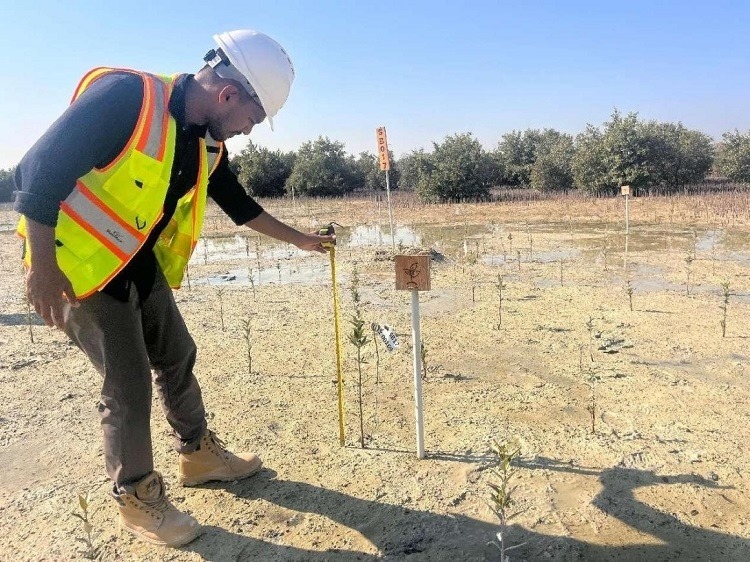 工作人員在監(jiān)測紅樹苗生長情況。中國土木供圖