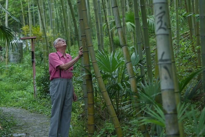 奈斯在莫干山的竹林里散步。