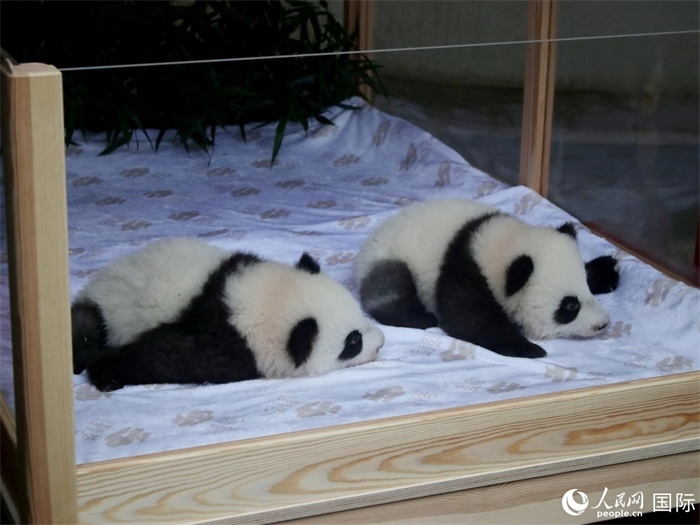 柏林動物園的明星“夢好”與“夢甜”。人民網(wǎng) 肖晶攝