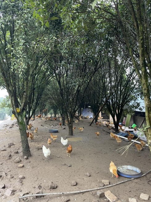 桂花林里的桂飛雞。劉軍國攝