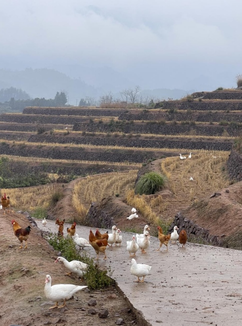 樨鄉(xiāng)記生態(tài)農(nóng)莊一隅。劉軍國攝