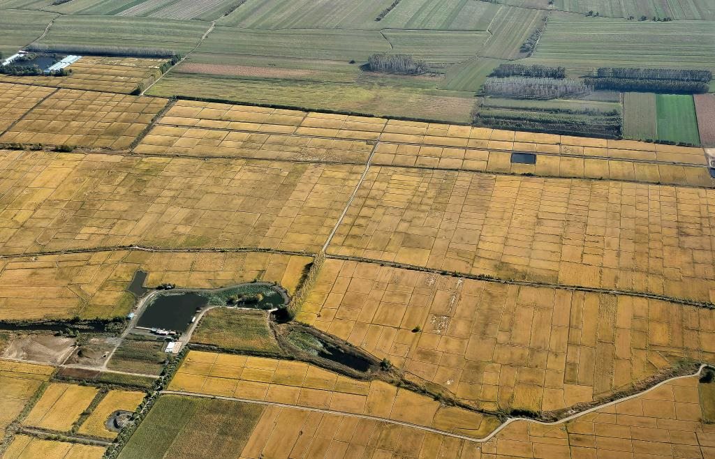 俯瞰黑龍江省哈爾濱市一處稻田（10月2日攝，無人機照片）。新華社記者 孫曉宇 攝