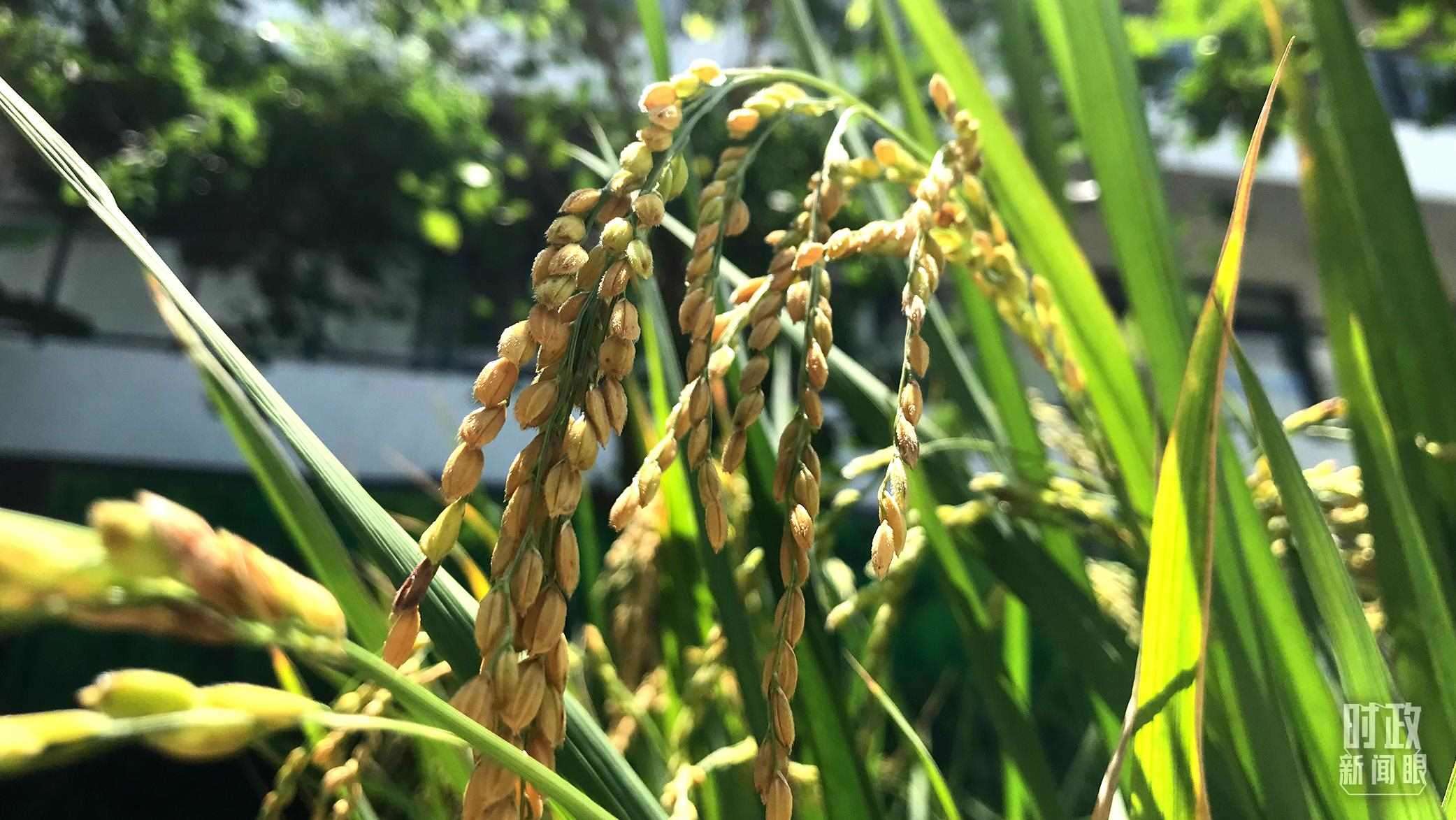 在海南培育的水稻品種。（總臺(tái)央視記者石偉明拍攝）