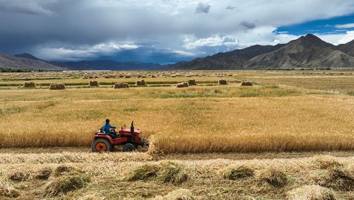 2024年9月10日在西藏日喀則市白朗縣巴扎鄉(xiāng)拍攝的秋收場景（無人機(jī)照片）。新華社記者 晉美多吉 攝