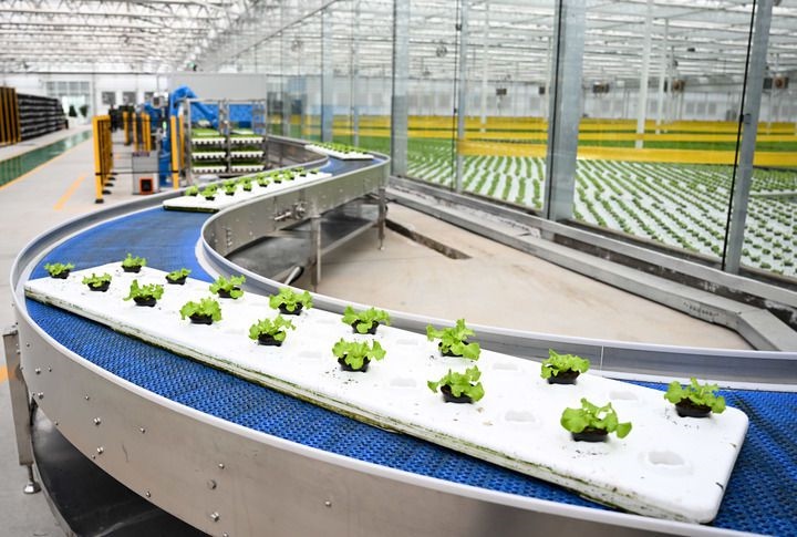 2024年12月12日在內(nèi)蒙古鄂爾多斯市達(dá)拉特旗內(nèi)蒙古現(xiàn)代數(shù)字農(nóng)業(yè)科技產(chǎn)業(yè)園拍攝的生菜苗。 新華社記者 貝赫 攝