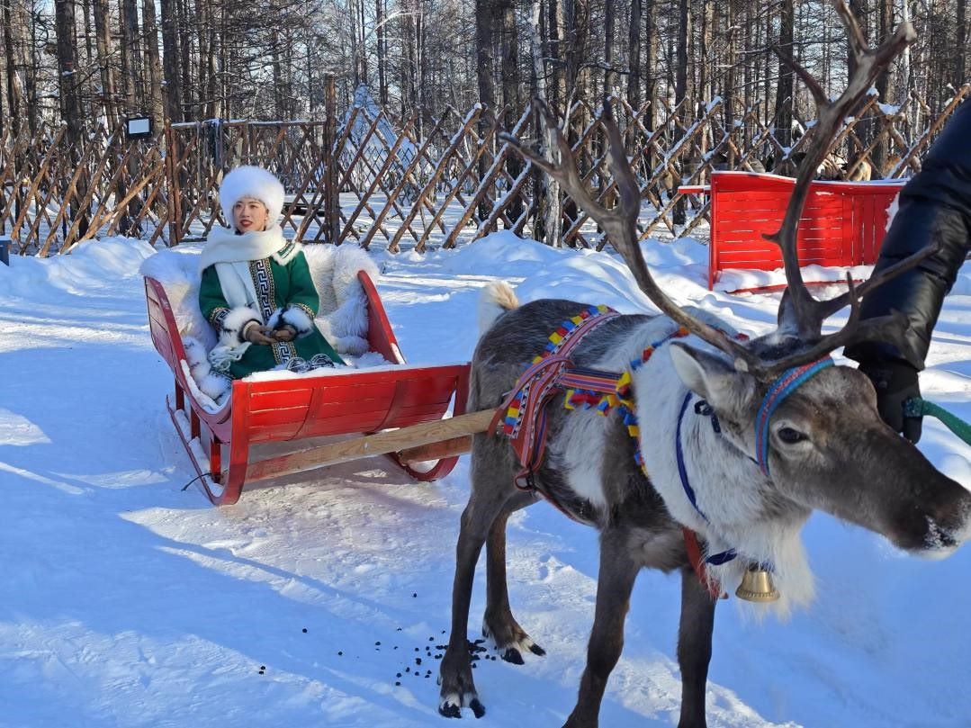 游客體驗(yàn)馴鹿拉雪橇。人民網(wǎng)記者 苗陽(yáng)攝