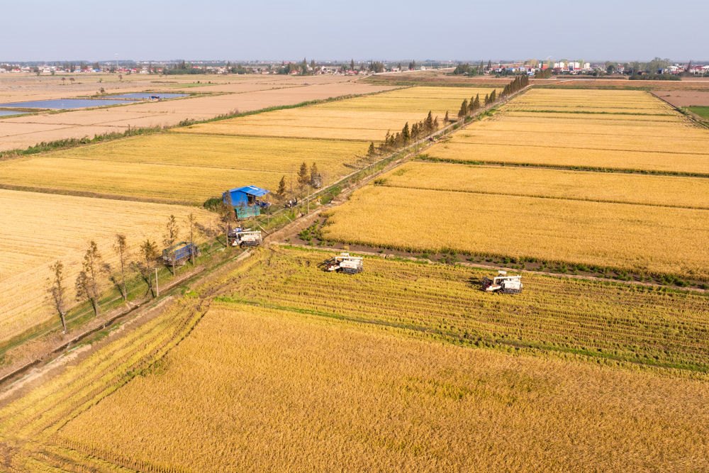 2024年11月1日，在湖南華容縣團(tuán)洲垸，村民駕駛收割機(jī)收獲水稻（無人機(jī)照片）。新華社記者陳思汗 攝