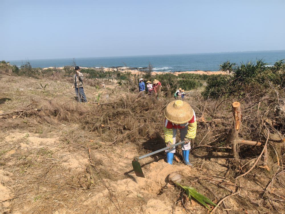 2025年1月19日，在海南文昌市，工人正在修復(fù)海岸防風(fēng)林。新華社記者吳茂輝 攝
