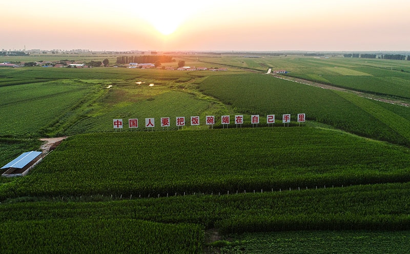 2020年7月23日拍攝的吉林省梨樹縣國家百萬畝綠色食品原料（玉米）標準化生產(chǎn)基地核心示范區(qū)（無人機照片）。新華社記者 許暢 攝