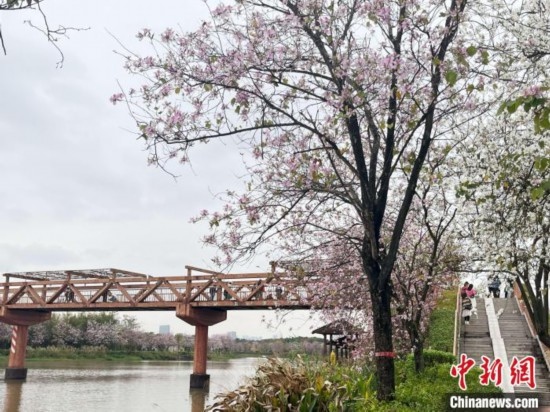 3月7日，廣州海珠國(guó)家濕地公園宮粉紫荊花海吸引游人。中新社記者 許青青 攝