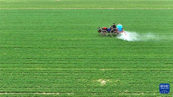 3月14日，在菏澤市鄆城縣郭屯鎮(zhèn)，農(nóng)民在麥田里噴灑除草劑（無人機(jī)照片）。