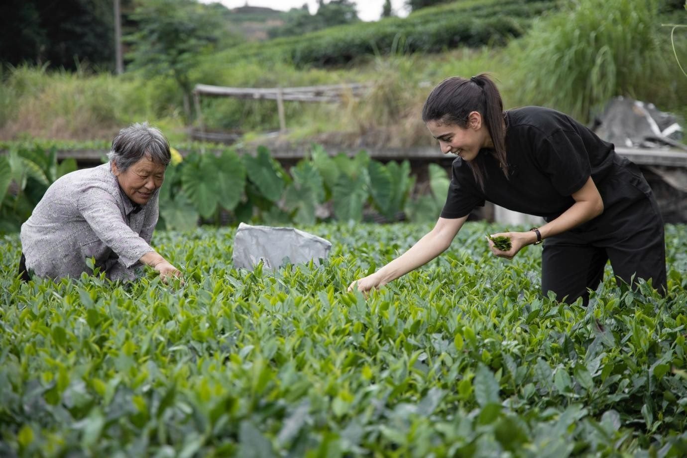 卡友琪在福建采茶。受訪者供圖