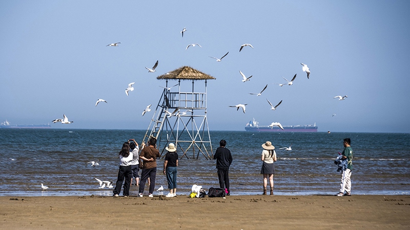 2024年5月12日，河北秦皇島，北戴河鴿子窩公園成群海鷗在天空中自由翱翔，與大海、藍天構(gòu)成了一幅美麗的畫卷。