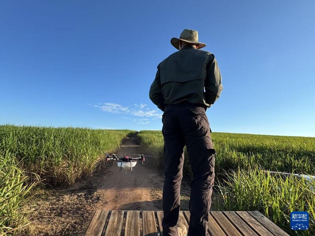 3月25日，在南非夸祖魯-納塔爾省的方廷希爾莊園，飛手操縱無人機(jī)為甘蔗林噴灑藥劑。新華社記者 白舸 攝