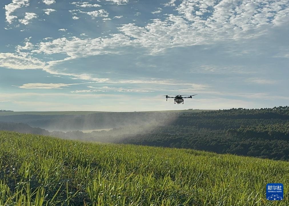 3月25日，在南非夸祖魯-納塔爾省的方廷希爾莊園，中國農(nóng)用無人機(jī)為甘蔗林噴灑殺菌劑。新華社記者 白舸 攝