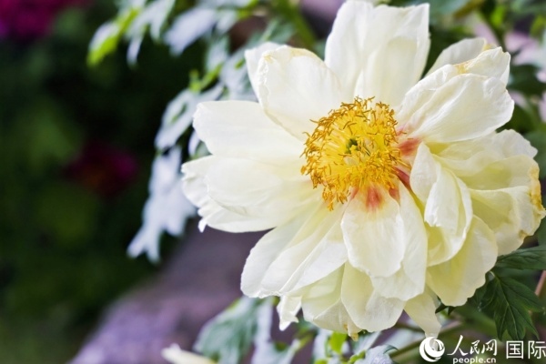 洛陽國家牡丹園牡丹盛開。 人民網(wǎng)記者 魯揚(yáng)攝