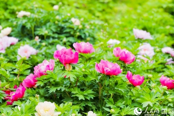 洛陽國家牡丹園牡丹盛開。 人民網(wǎng)記者 魯揚(yáng)攝