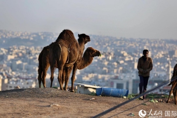 約旦首都阿曼街頭的駱駝。人民網(wǎng) 納達(dá)爾·達(dá)烏德攝
