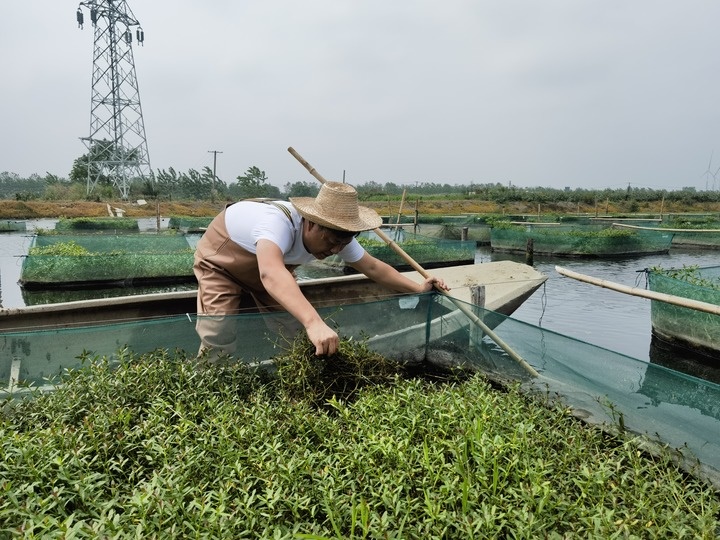 陳樹(shù)在湖北省仙桃市剅河鎮(zhèn)余腦村黃鱔繁育基地觀察黃鱔長(zhǎng)勢(shì)。新華社記者宋立崑 攝