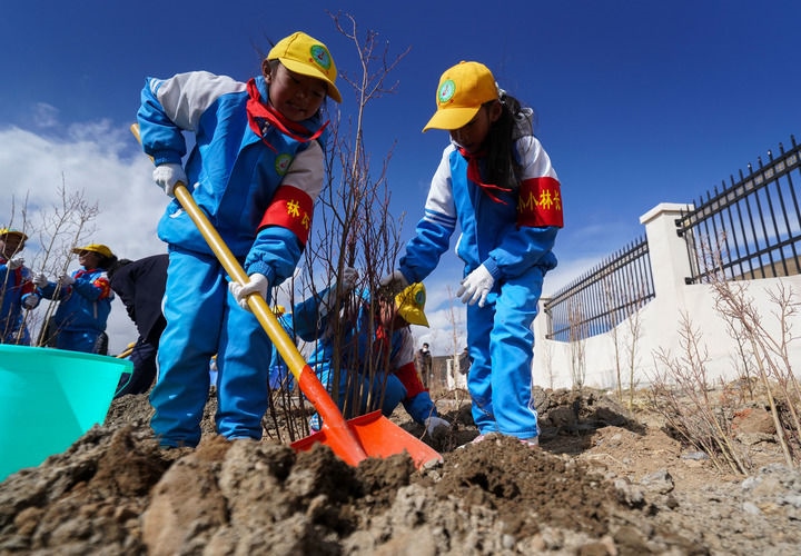 2025年4月25日，西藏那曲市小學(xué)生在植樹。新華社記者 晉美多吉 攝