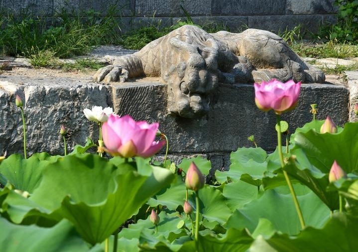 萬寧橋位于北京地安門外大街中部、什剎海東岸，是北京中軸線上最古老的橋梁，至今已有700多年歷史。近年來，北京市持續(xù)為萬寧橋“瘦身減負”，橋體風貌得以完整展現(xiàn)，方便游客走近欣賞，深入了解古橋承載的價值和內(nèi)涵。這是2023年7月18日拍攝的北京萬寧橋橋東的鎮(zhèn)水獸。